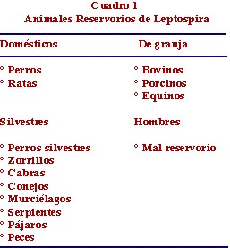 leptospirosis_animales_reservorios