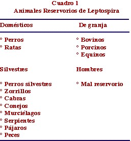 leptospirosis_animales_reservorios leptospirosis_animales_reservorios