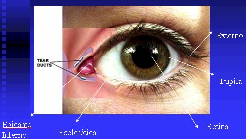 oftalmologia_anatomia_ojo