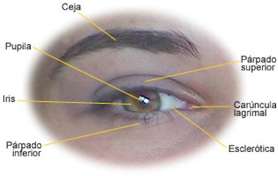 oftalmologia_anatomia_ojo2