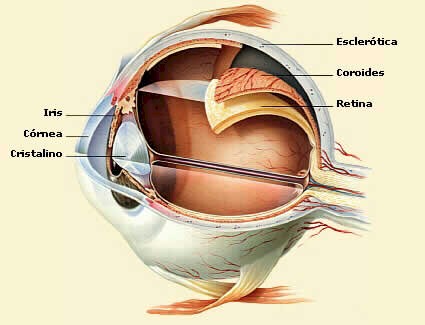 oftalmologia_anatomia_ojo3