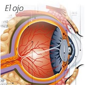 oftalmologia_anatomia_ojo4