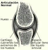 osteoartritis_articulacion_normal