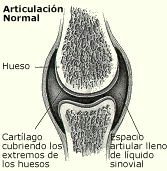 osteoartritis_articulacion_normal osteoartritis_articulacion_normal