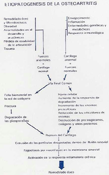 osteoartritis_etiopatogenesis