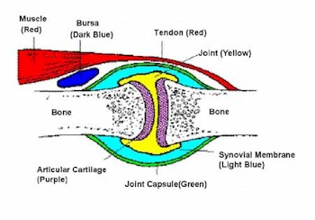 osteoartritis_etiopatogenia