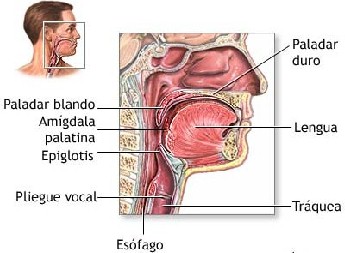 otitis otitis