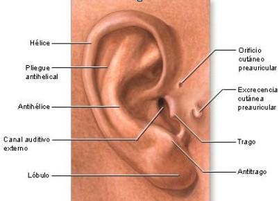 otitis_oido_anatomia