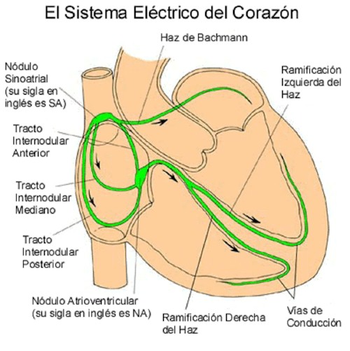 palpitaciones_taquicardias_conduccion_electrica