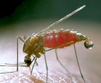 paludismo_mosquito