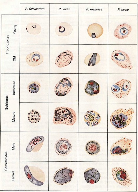 paludismo_plasmodium