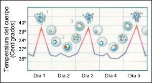 paludismo_temperatura