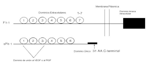 proteina_inmunoglobulina