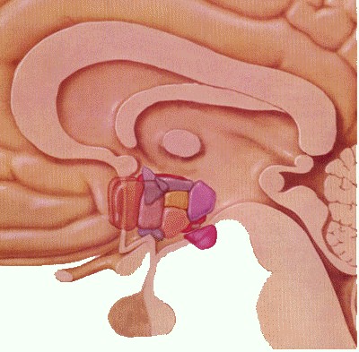 sindrome_febril_agudo