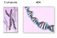 sindrome_romano_ward