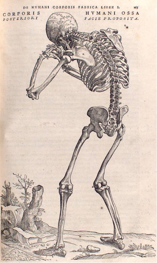 vesalio1