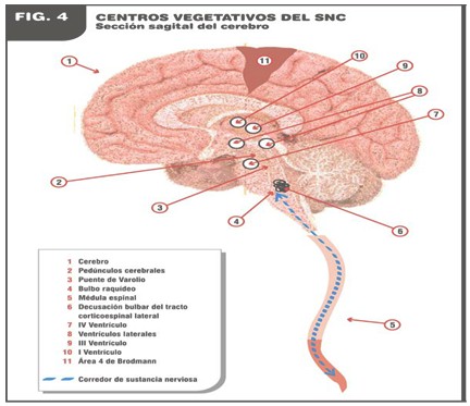 curacion_esclerosis_multiple/centros_vegetativos_snc