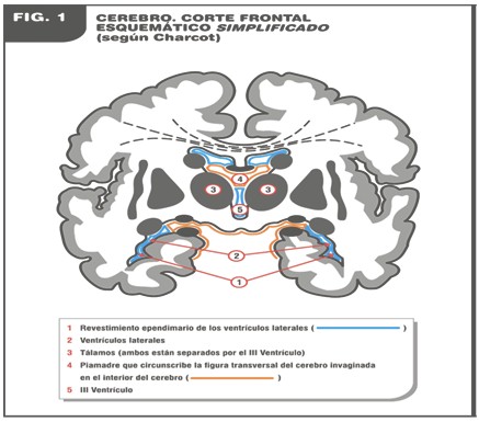 curacion_esclerosis_multiple/cerebro_corte_frontal