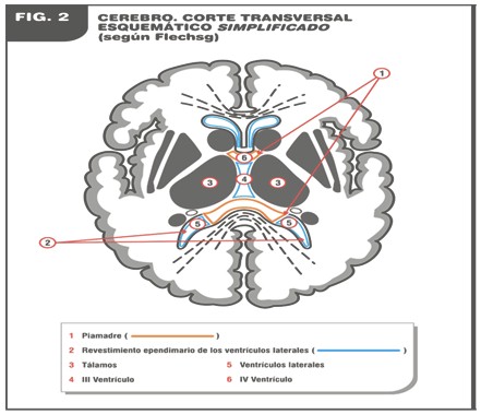 curacion_esclerosis_multiple/cerebro_corte_transversal