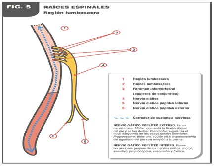 curacion_esclerosis_multiple/las_raices_espinales