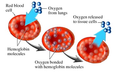 talasemia_enfermeria_anemia/transporte_oxigeno_sangre