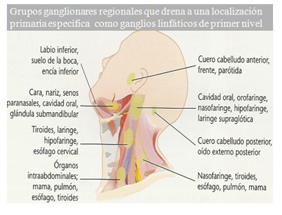 diagnostico_masas_cervicales/grupos_ganglionares_cuello