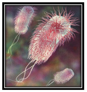 germenes_dialisis_peritoneal/bacteria_Escherichia_coli